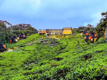 Rainforest Eco Lodge |  Udaya Wijesoma, Rainforest Eco Lodge / Chamleon