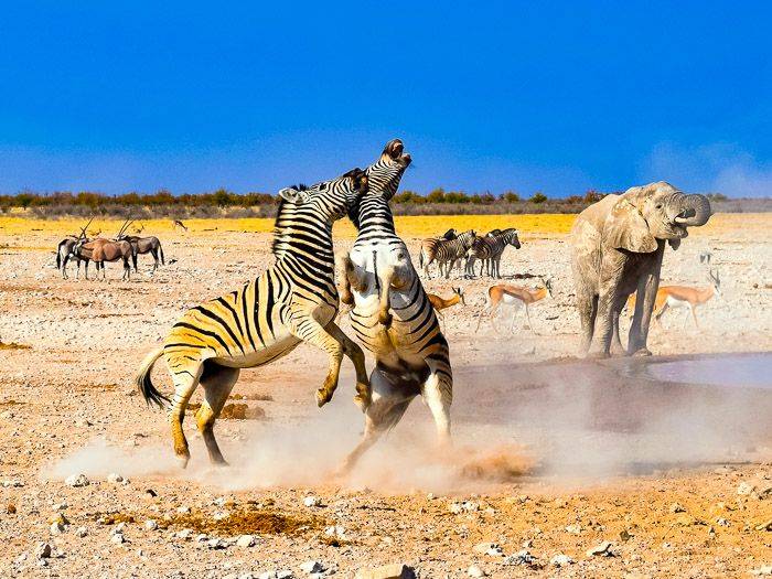 Zebrakampf am Wasserloch |  Jan Daske / Chamleon