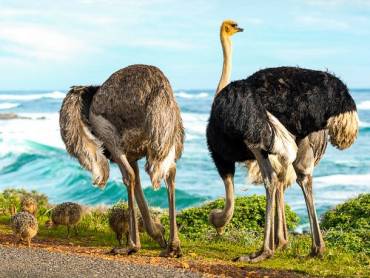 Strauenfamilie am Kap der Guten Hoffnung