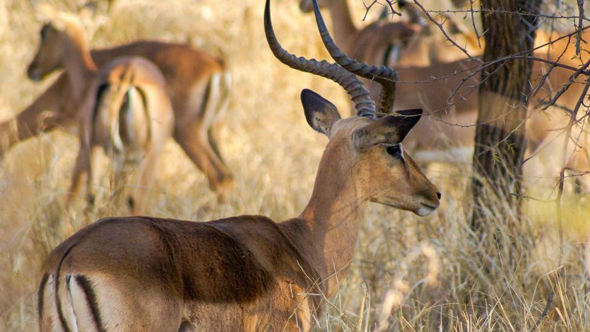 Impalas im hohen Savannengras | © Daniel Weske / Chamäleon Impalas im hohen Savannengras | © Daniel Weske / Chamäleon