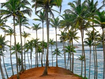 Der berühmte Kokosnussbaumhügel in Mirissa, Sri Lanka | © Avin CP, Unsplash.com / Chamäleon Der berühmte Kokosnussbaumhügel in Mirissa, Sri Lanka | © Avin CP, Unsplash.com / Chamäleon