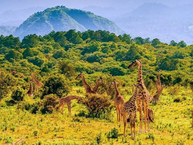Giraffen im Arusha Nationalpark |  Kai-Uwe Kuechler / Chamleon