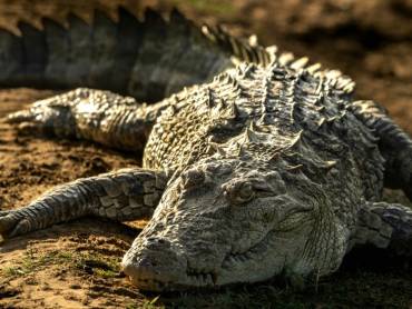 Sonnenbadender Alligator im Udawalawe-Nationalpark in Sri Lanka |  Anupa Uthsara, Unsplash.com / Chamleon