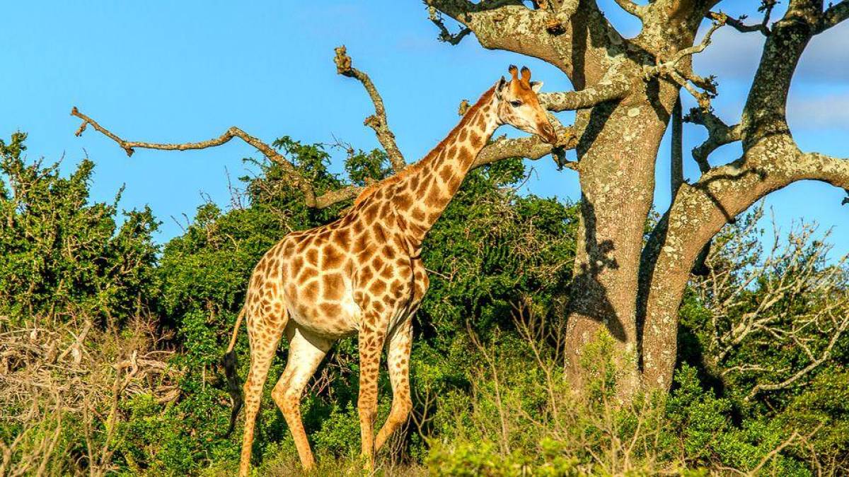 Giraffe durchstreift die Savanne | © Klaus Hansen / Chamäleon Giraffe durchstreift die Savanne | © Klaus Hansen / Chamäleon