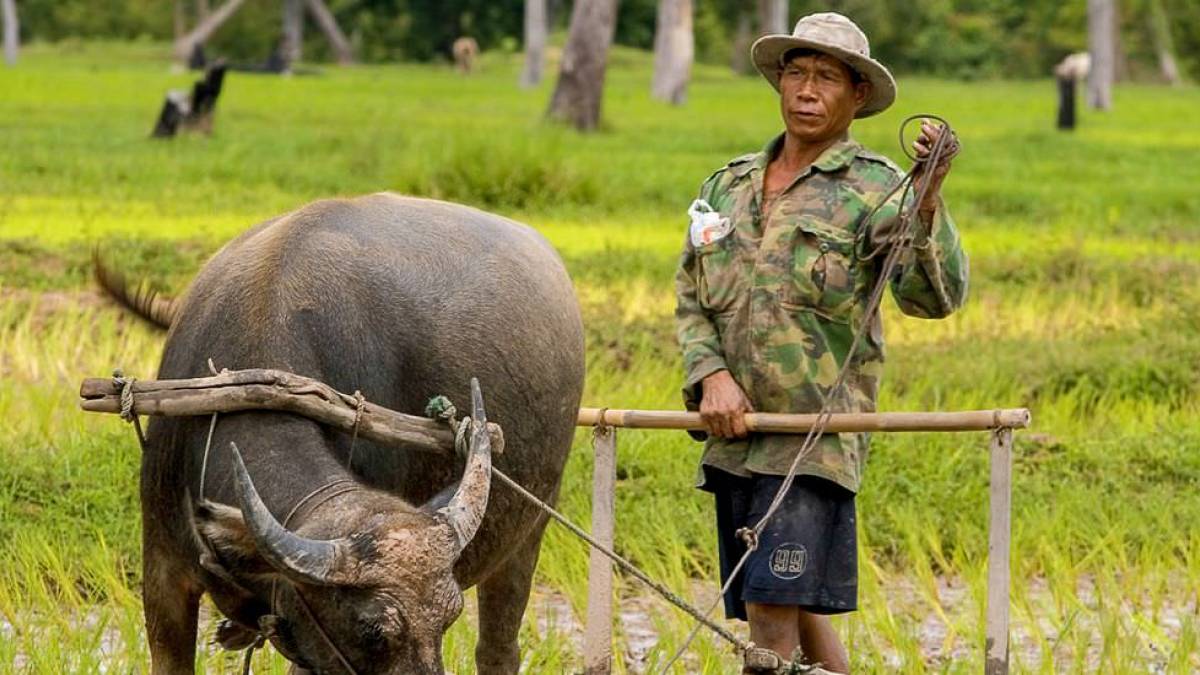 Reisbauer mit Wasserbüffel | © Exotissimo Travel Thailand / Chamäleon Reisbauer mit Wasserbüffel | © Exotissimo Travel Thailand / Chamäleon