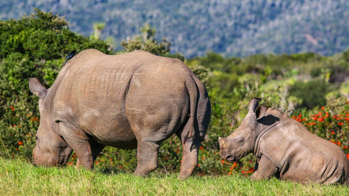 Mom and Babe Rhino | © Thomas Herzog / Chamäleon Mom and Babe Rhino | © Thomas Herzog / Chamäleon