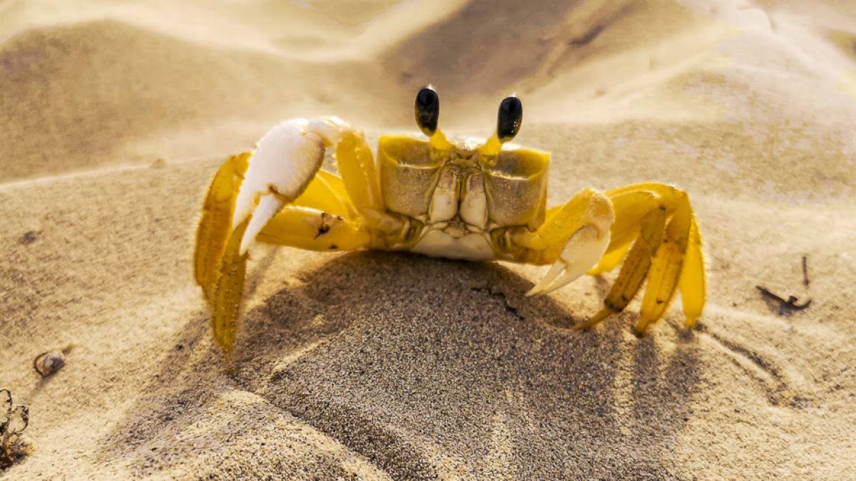 Krabbe am Sandstrand |  Max Letek, Unsplash / Chamleon