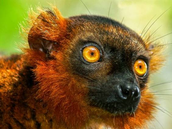 Kronenmaki |  Ellen Ebenau / Chamleon