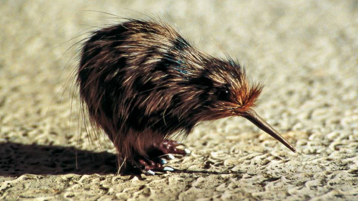 Ein Kiwi-Vogel | © Chamäleon Ein Kiwi-Vogel | © Chamäleon