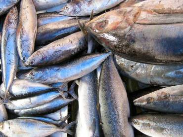 Frischer Fisch am Hafen |  Gerrit Groenewold / Chamleon