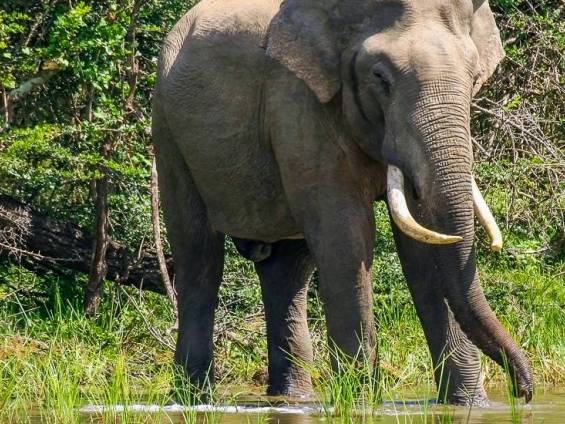 Vorsichtiges Elefantenbad | © Udaya Wijesoma / Chamäleon Vorsichtiges Elefantenbad | © Udaya Wijesoma / Chamäleon