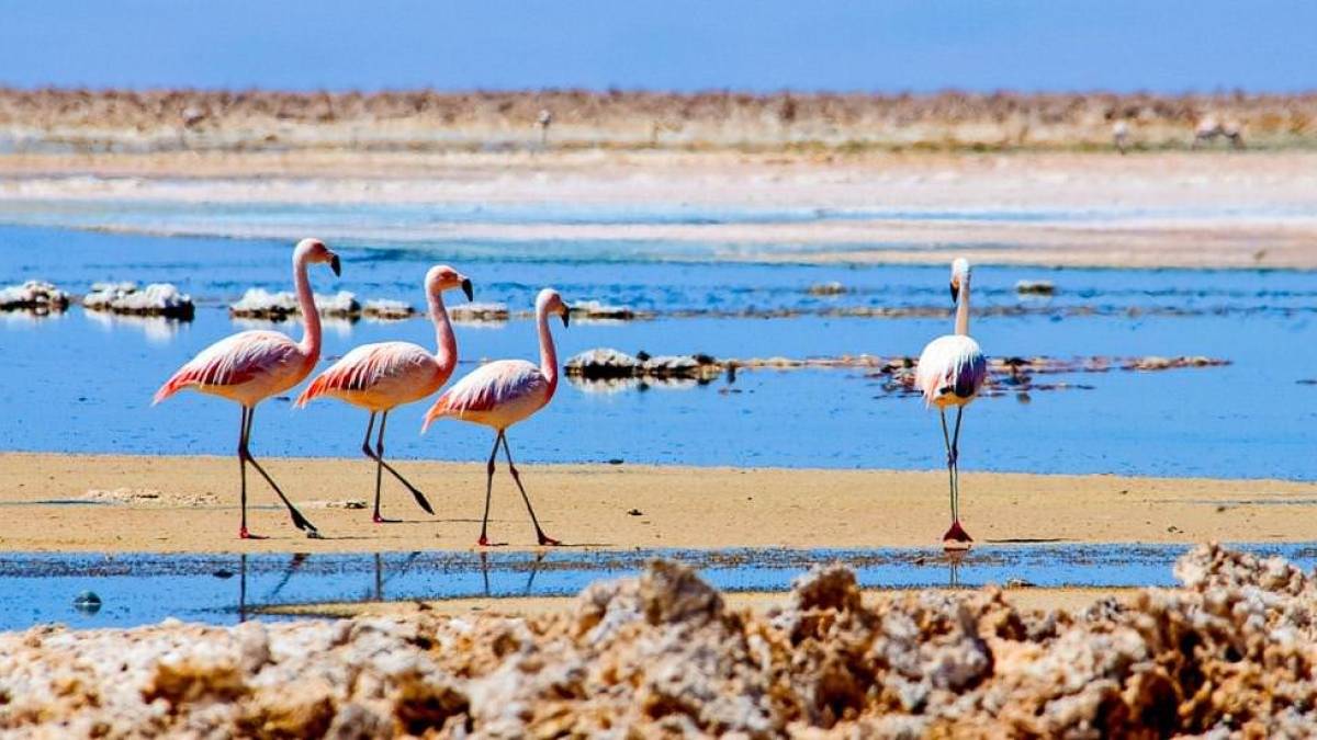 Flamingos in der Laguna Chaxa | © Kai-Uwe Küchler, Art & Adventure / Chamäleon Flamingos in der Laguna Chaxa | © Kai-Uwe Küchler, Art & Adventure / Chamäleon