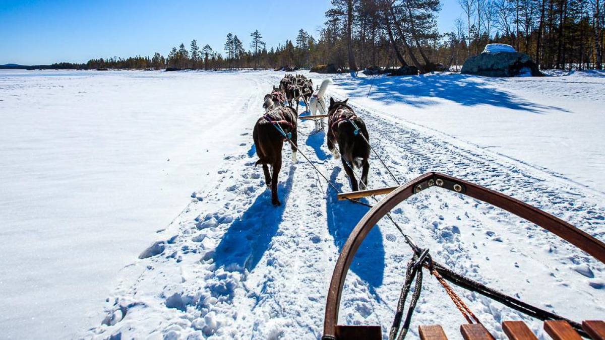 Husky-Schlittenfahrt in Lappland |  Best Of Scandinavia Incoming / Chamleon